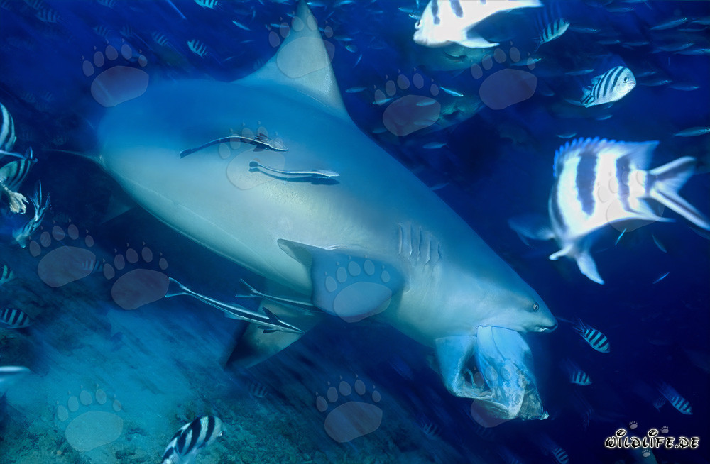 Bull Shark - The Dangerous Inhabitant of Tropical Waters