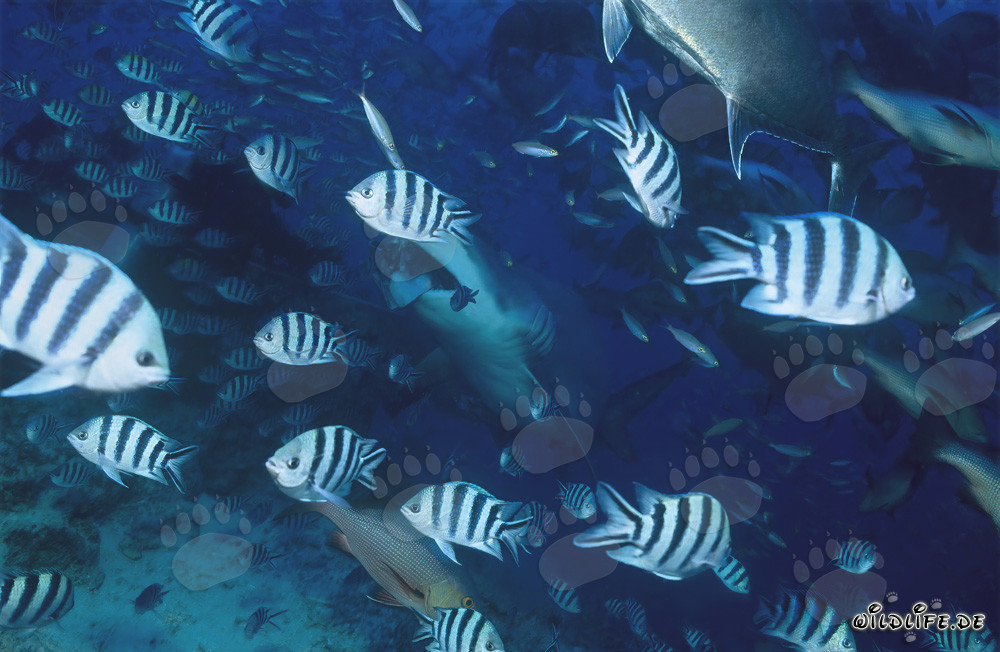 Majestic Bull Shark surrounded by Scissortail Sergeants