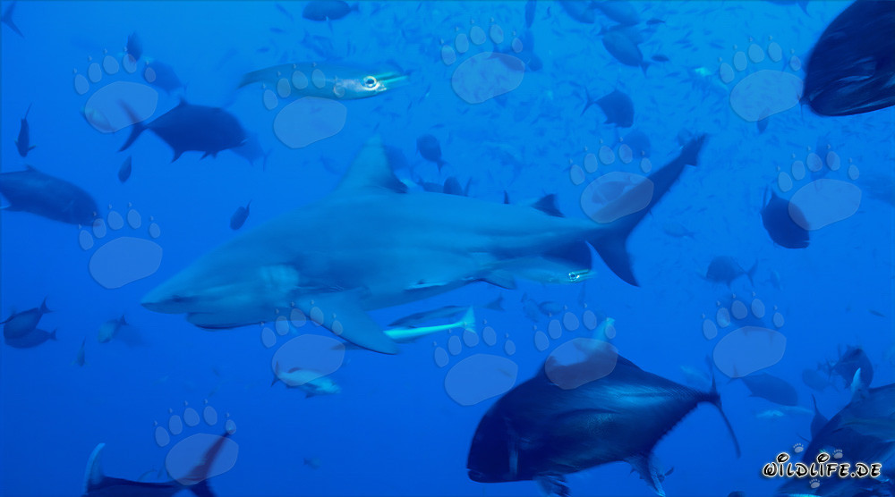 Impressive Bull Shark surrounded by reef fish in the waters of Fiji