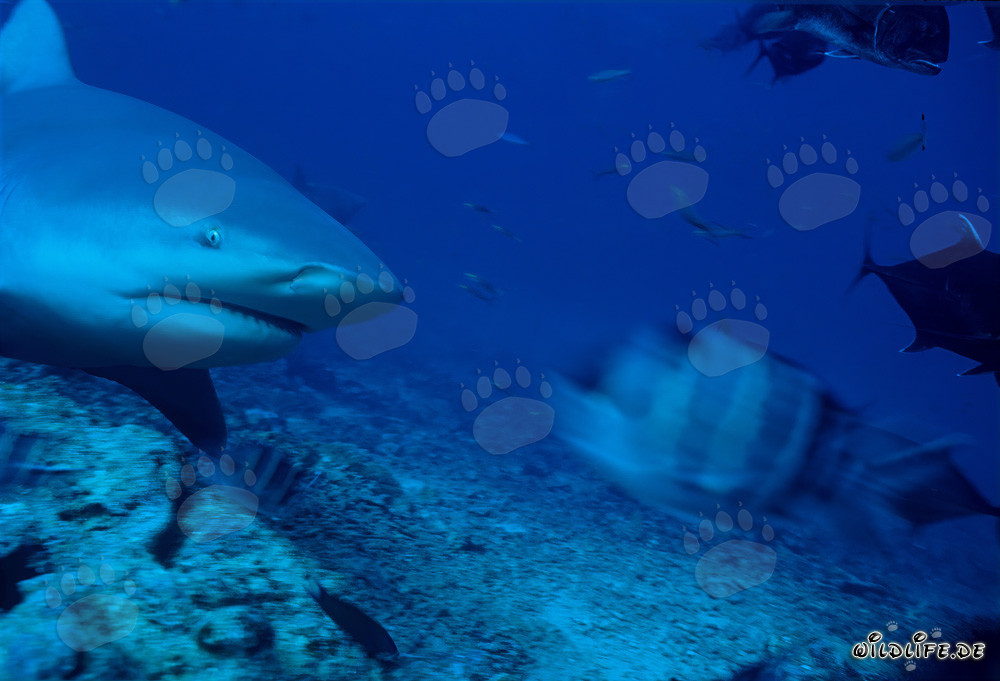 Bull Shark in Beqa Lagoon off the coast of Vitu Levu, Fiji