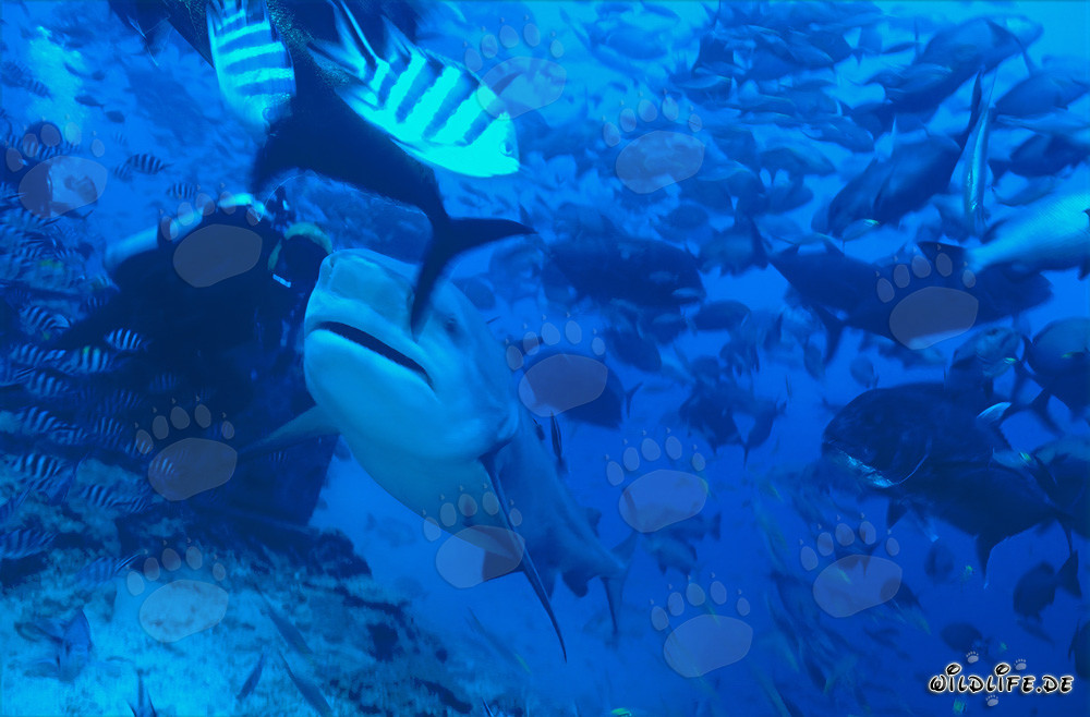 Bull Shark - Majestic Sea Creature near a Diver