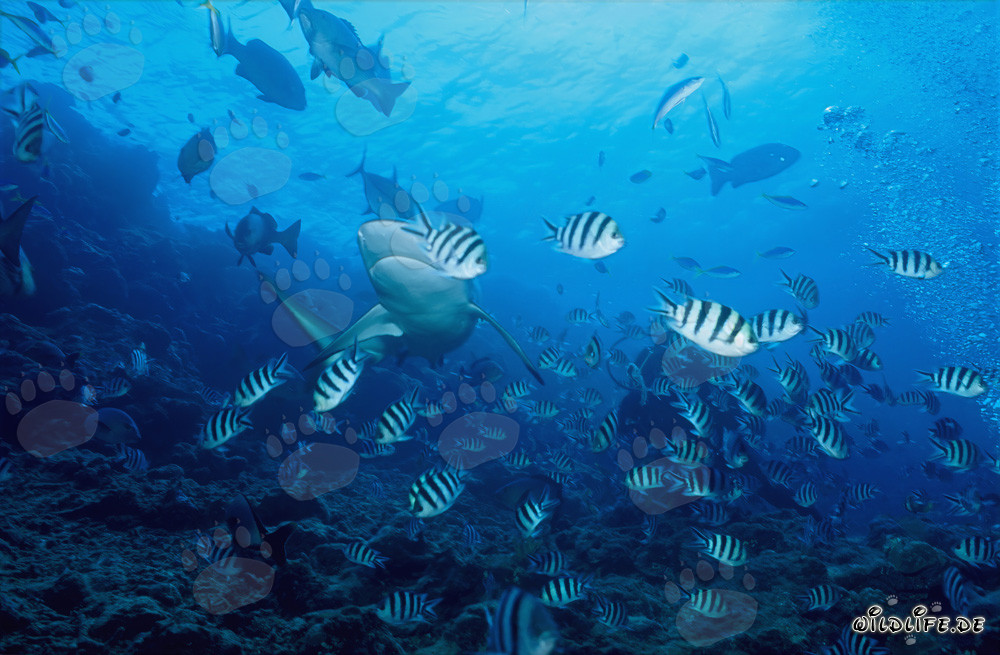 Fascinating Bull Shark and colorful coral fishes underwater