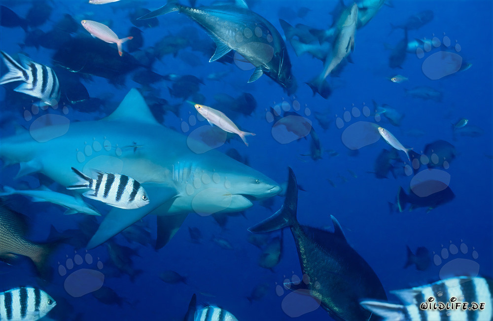 Impressive Bull Shark in front of the Shark Reef in Fiji