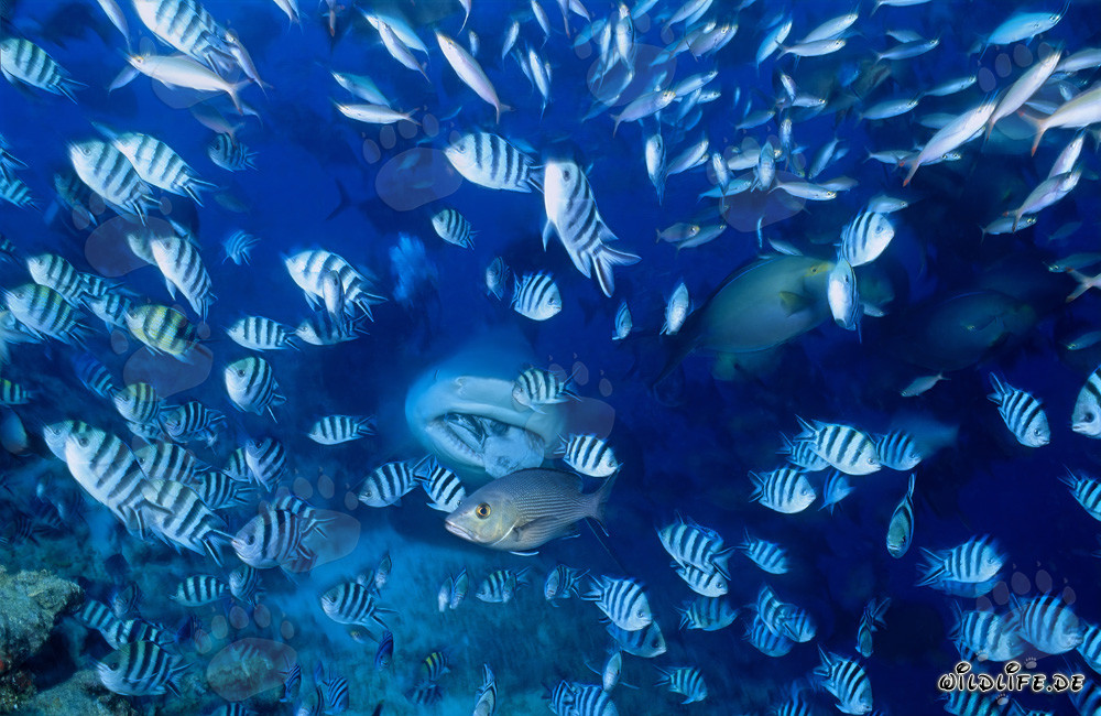 Hungry Bull Shark in the Waters of Fiji