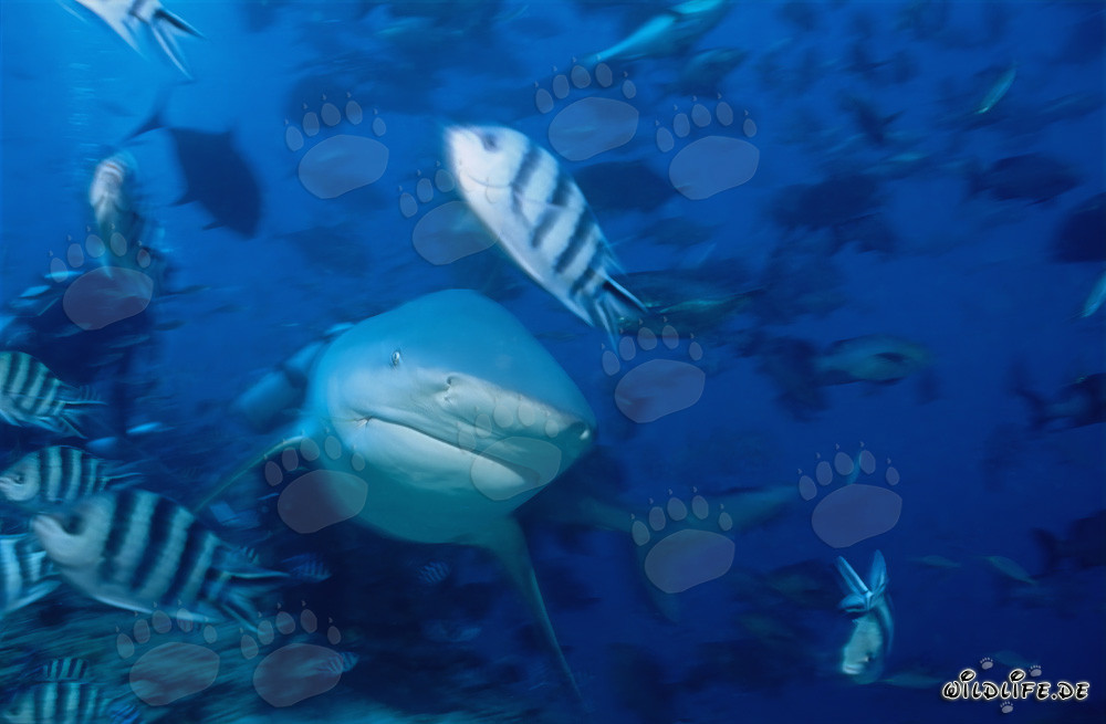 Impressive bull shark swimming directly towards the viewer