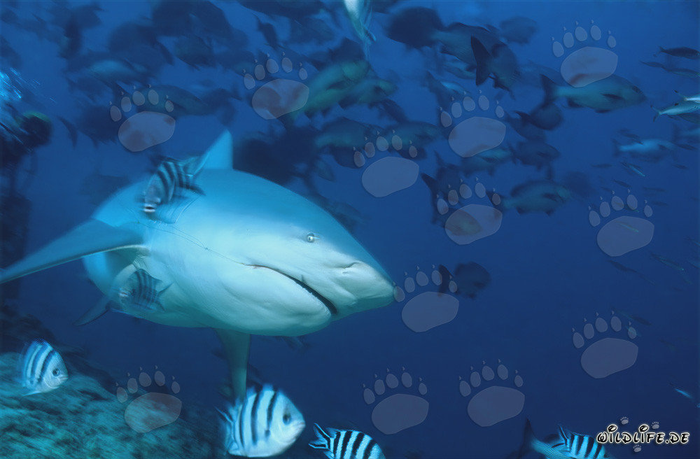 Bull Shark - Majesty of the Seas with Fishing Line