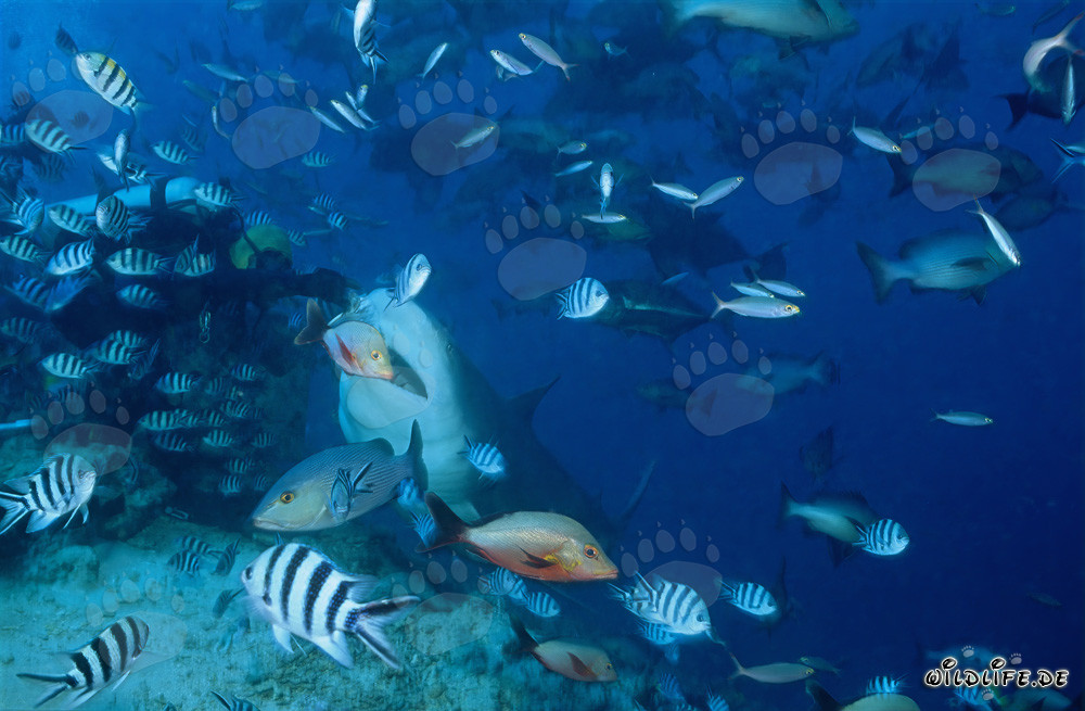 Impressive Bull Shark and fearless diver in the waters of Fiji