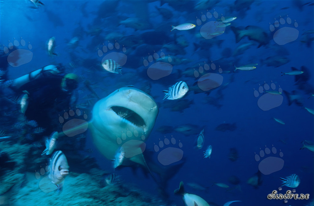 Bull Shark