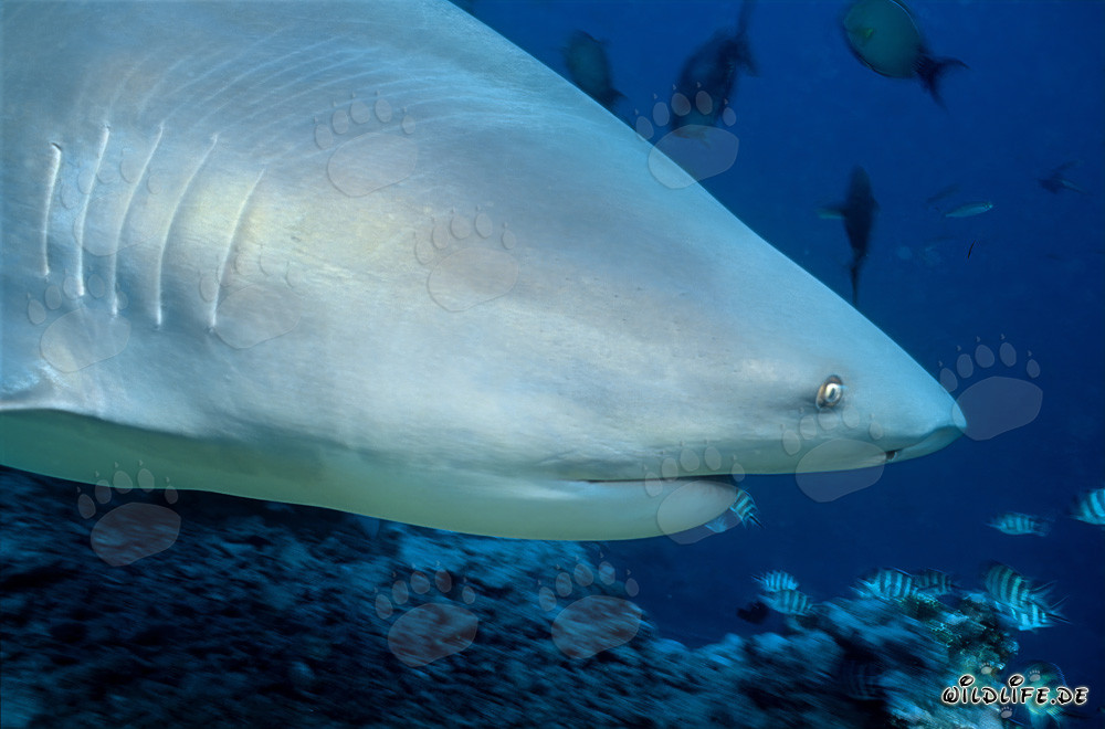 Bull Shark Portrait at Shark Reef in Vitu Levu, Fiji