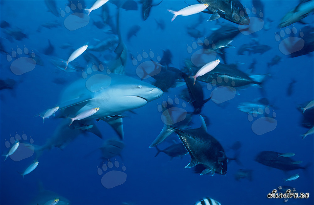 Impressive Bull Shark surrounded by Bigeye Trevallies