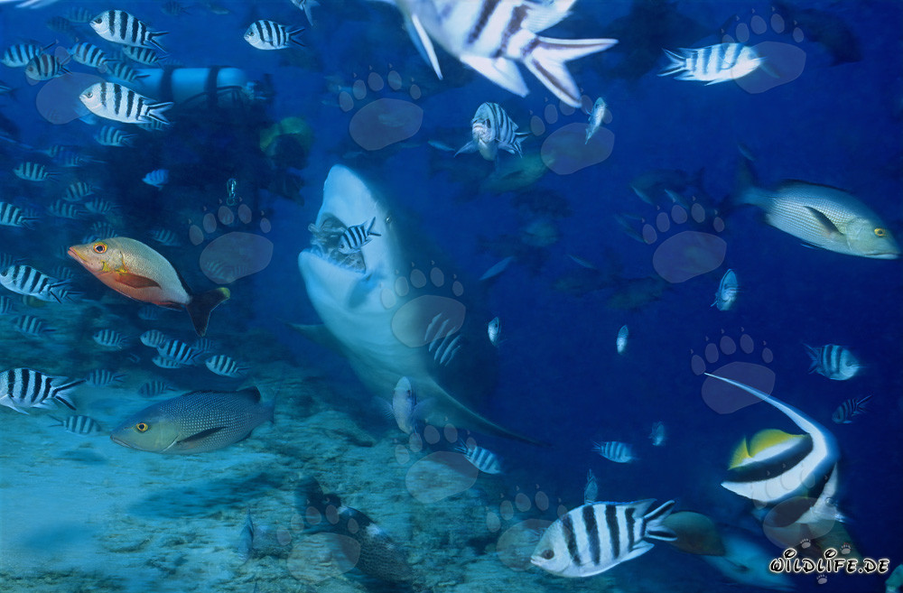 Impressive Bull Shark and fearless diver in the waters of Fiji
