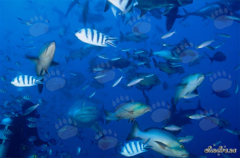 Impressive bull shark and fearless diver in the Beqa Lagoon, Fiji
