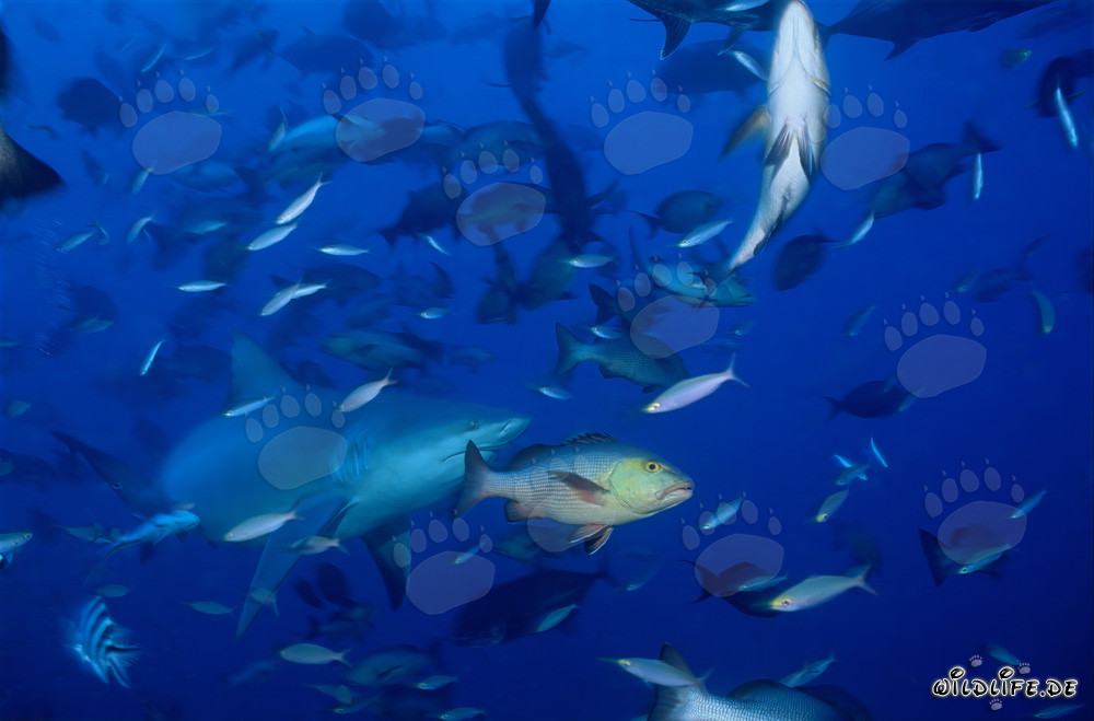 Impressive Bull Shark surrounded by numerous fish