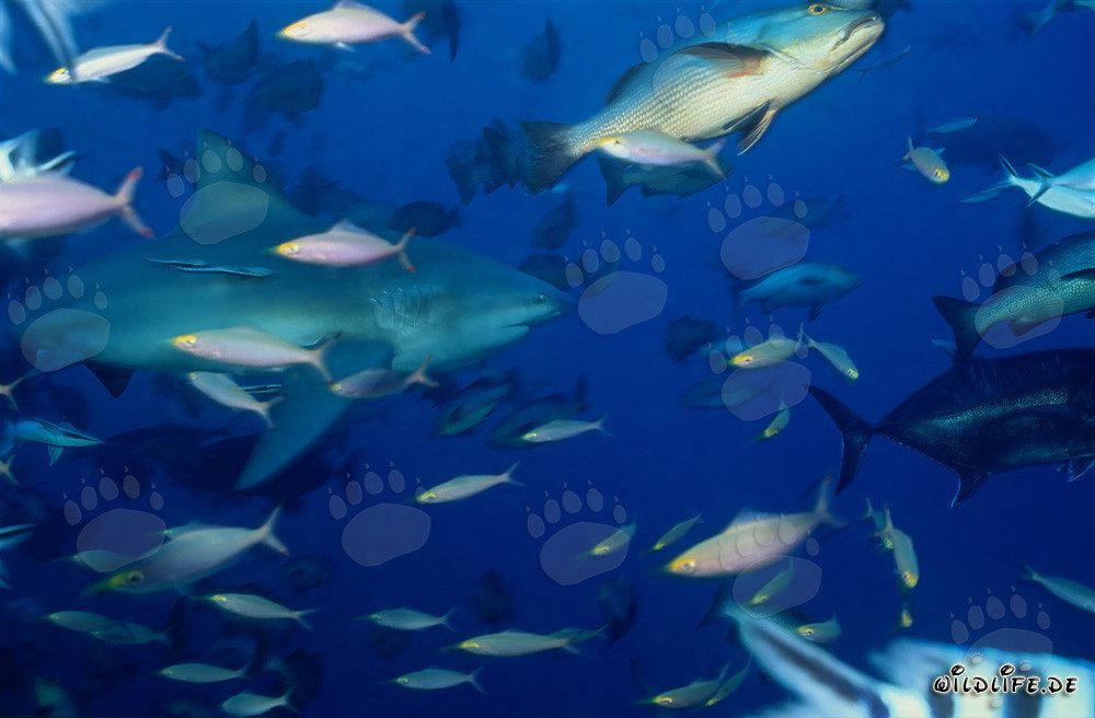 Bull Shark (Carcharhinus leucas)