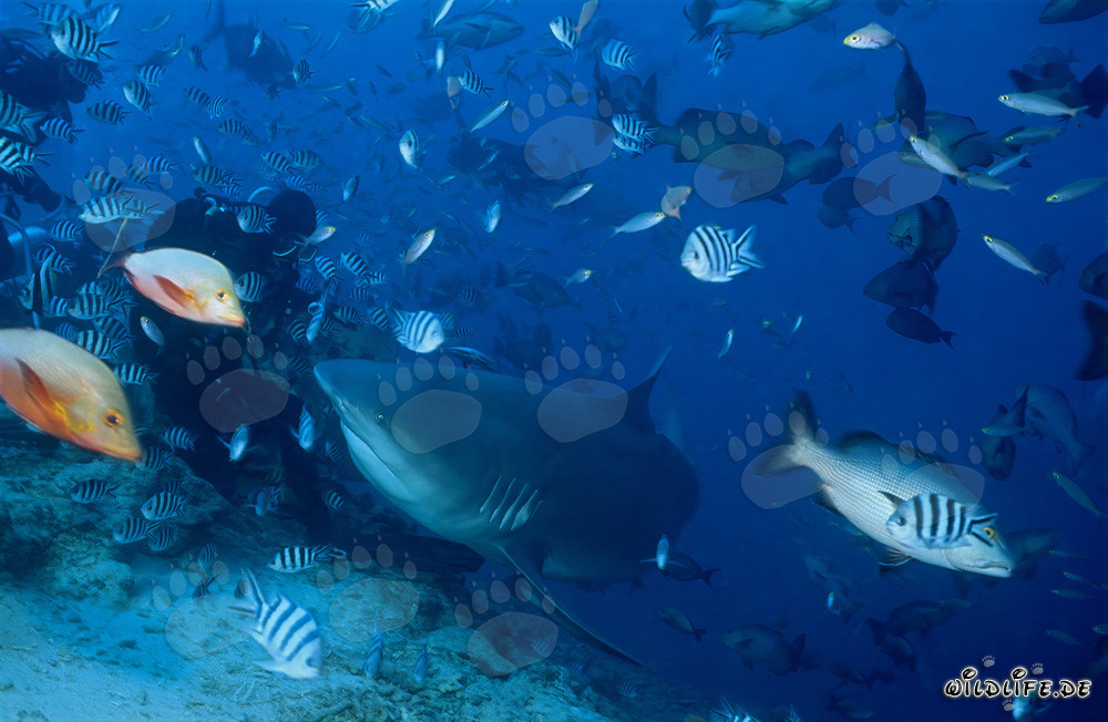 Fascinating Bull Shark and brave diver in Beqa Lagoon, Fiji