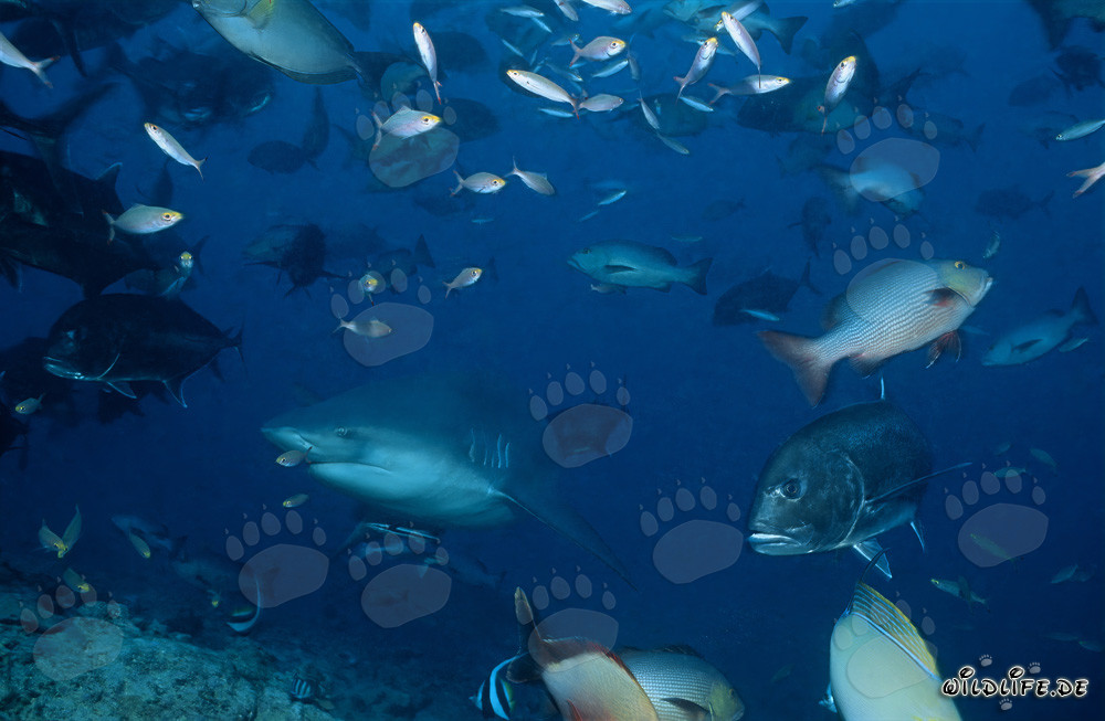 Bull shark surrounded by reef fishes