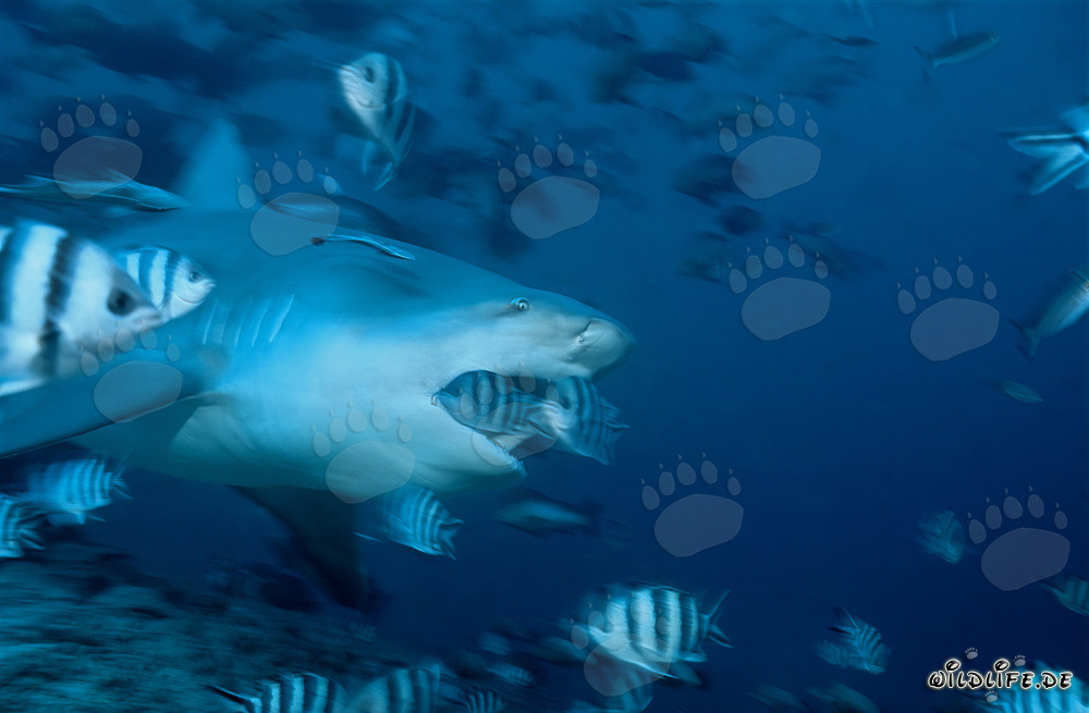 Bull shark with open mouth