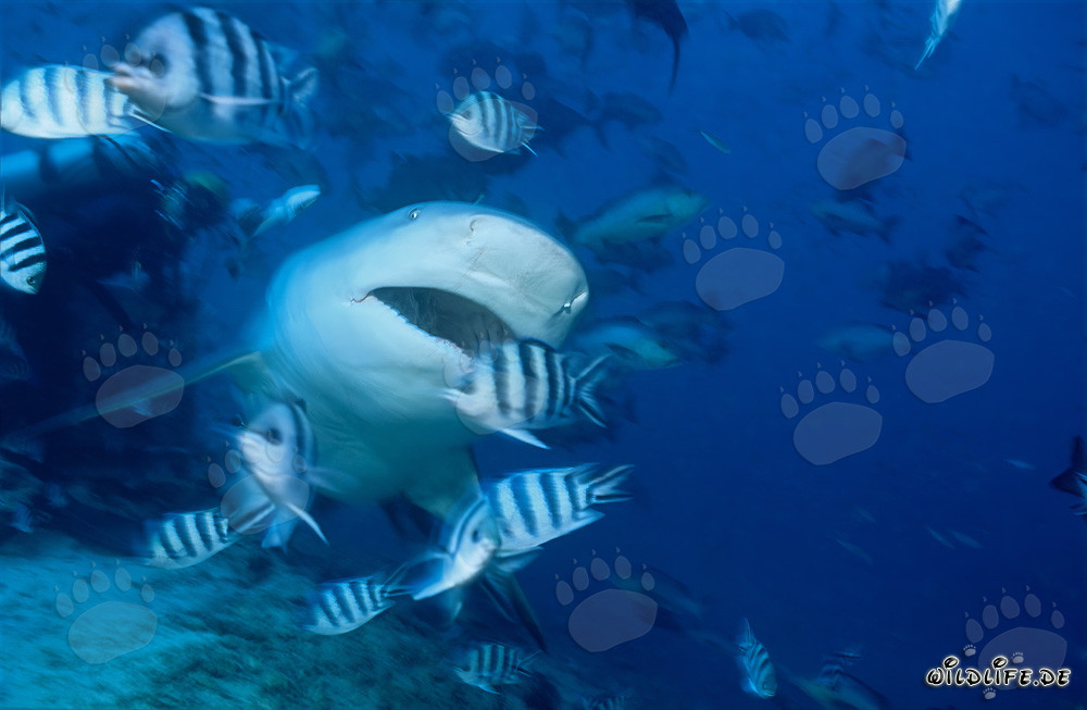 Majestic Bull Shark with Open Mouth