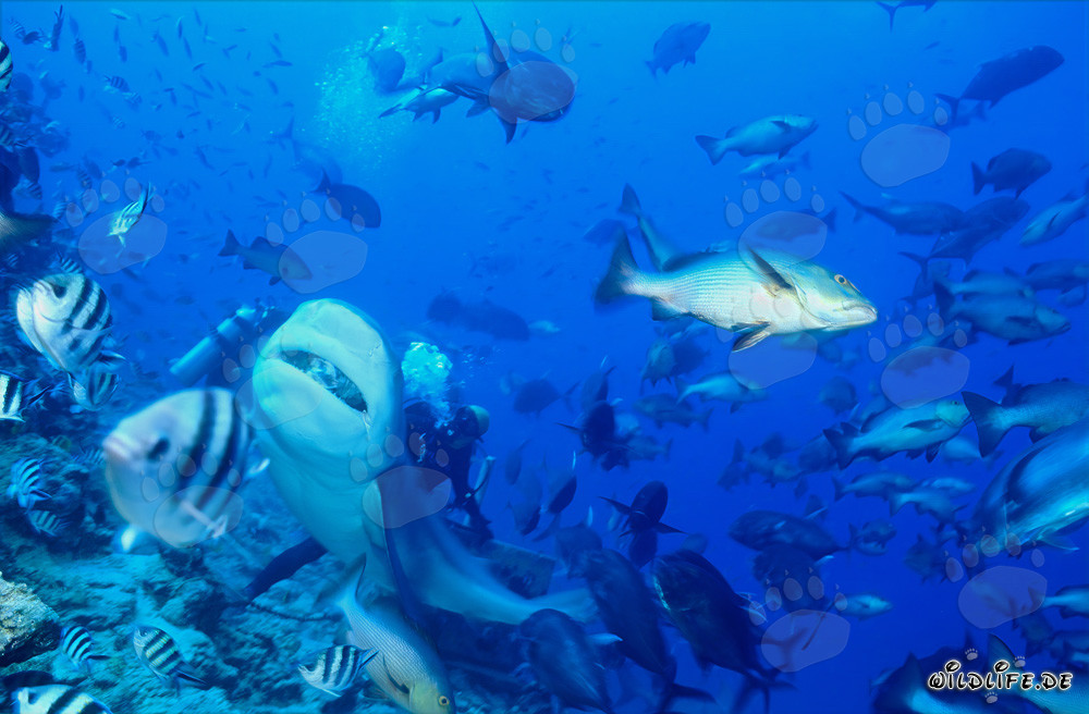 Impressive bull shark swimming majestically upwards