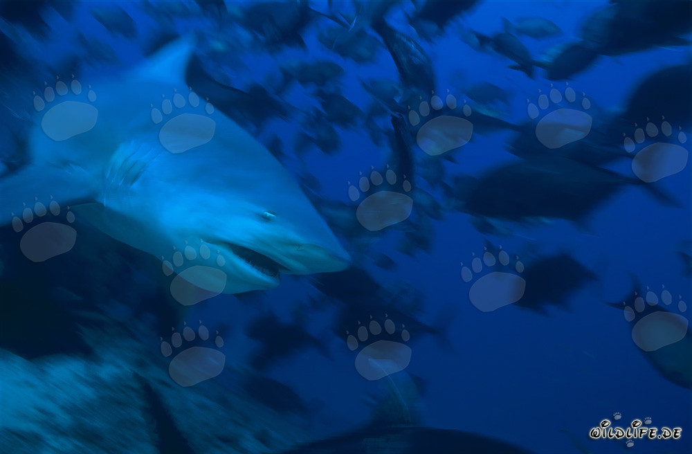 Majestic bull shark in the waters of Fiji