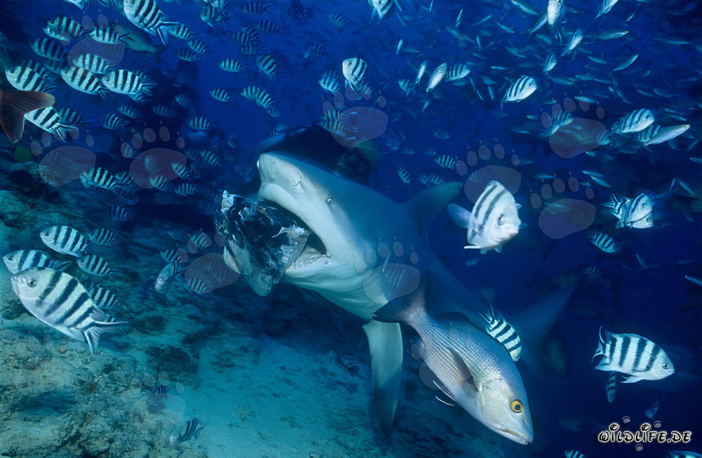Majestic Bull Shark Snapping at the Fish Bait