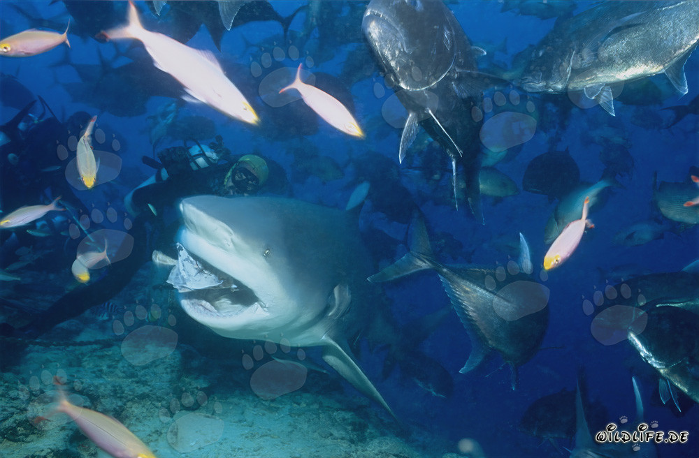 Fascinating Underwater World: Bull Shark, Giant Trevallys and Coral Fish