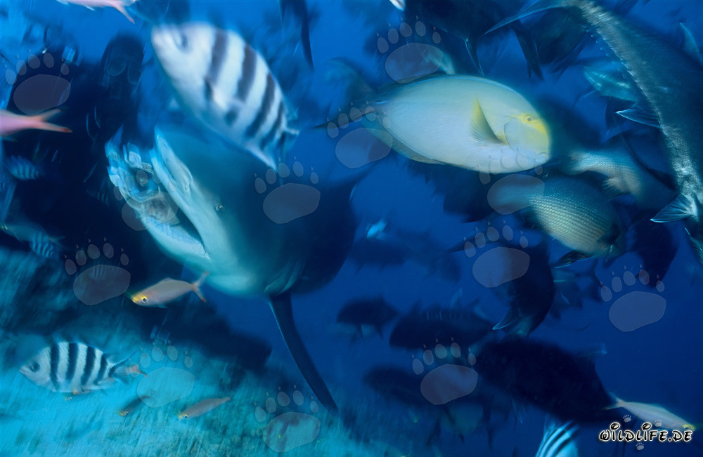 Bull Shark and diver in Beqa Lagoon, Fiji