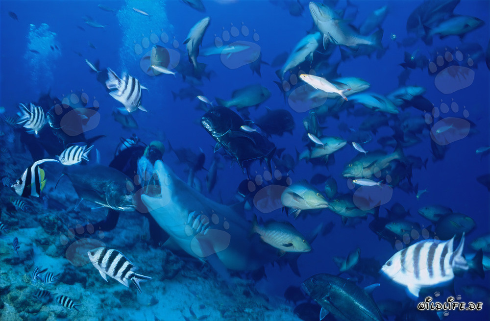 Bull Shark takes the fish bait