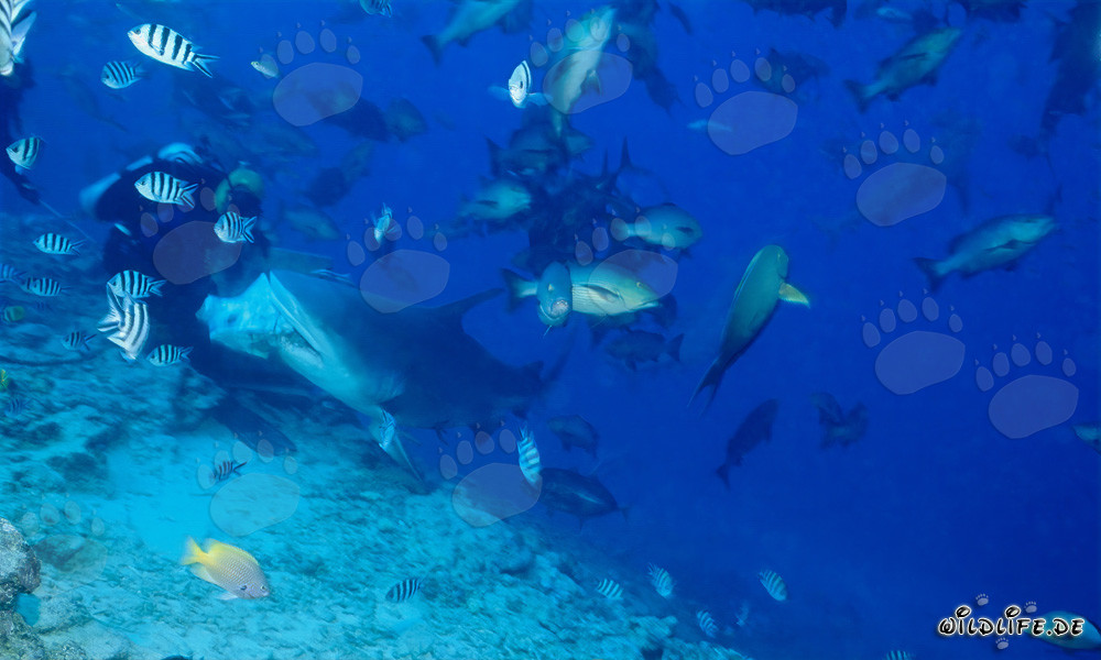 Bull shark bites into fish baits