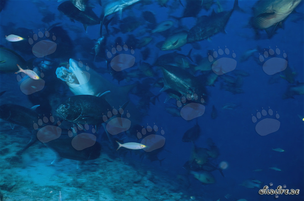 Bull shark with fish bait