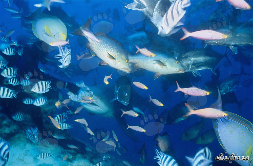 Bull Shark (Carcharhinus leucas)