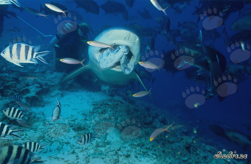Majestic Bull Shark Hunting with Fish Bait