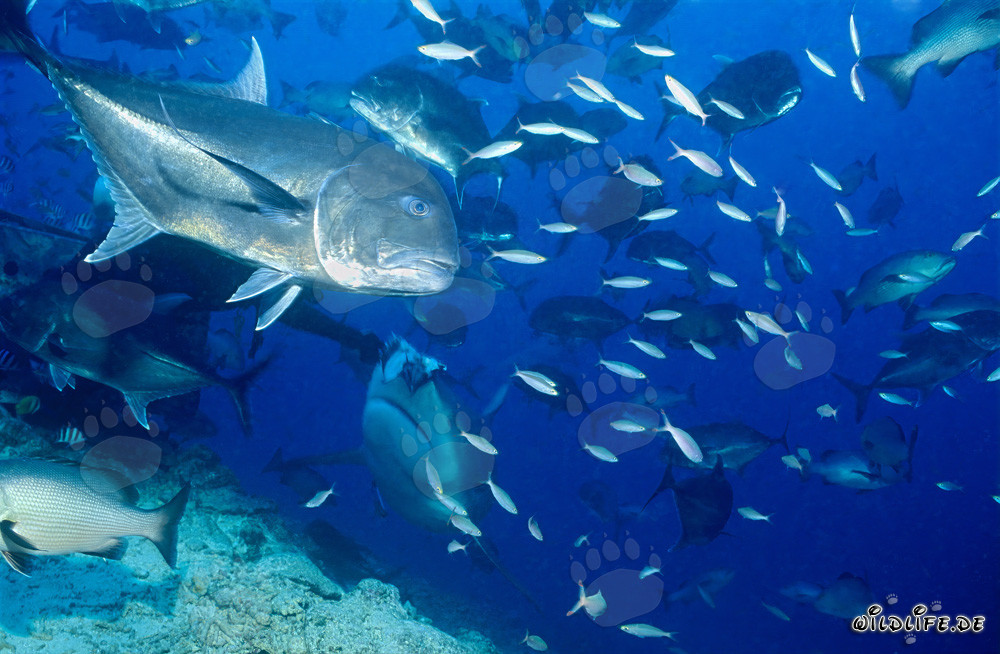 Bull Shark observes the majestic Giant Trevally