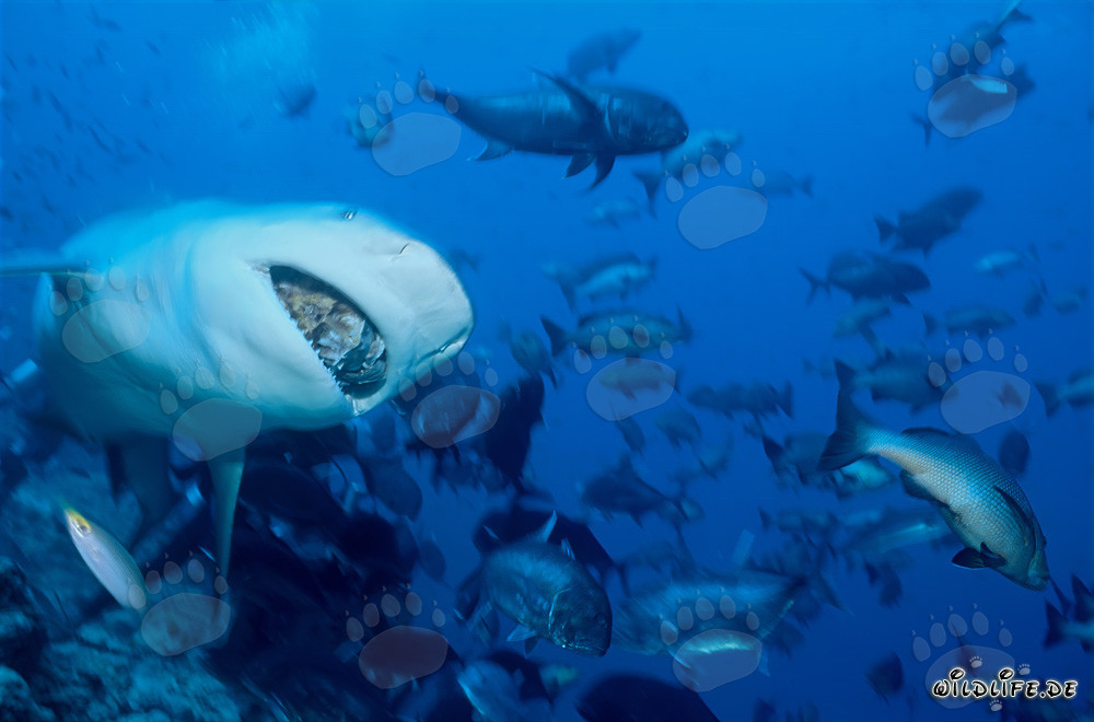 Impressive Bull Shark with Fish Bait in Beqa Lagoon, Fiji