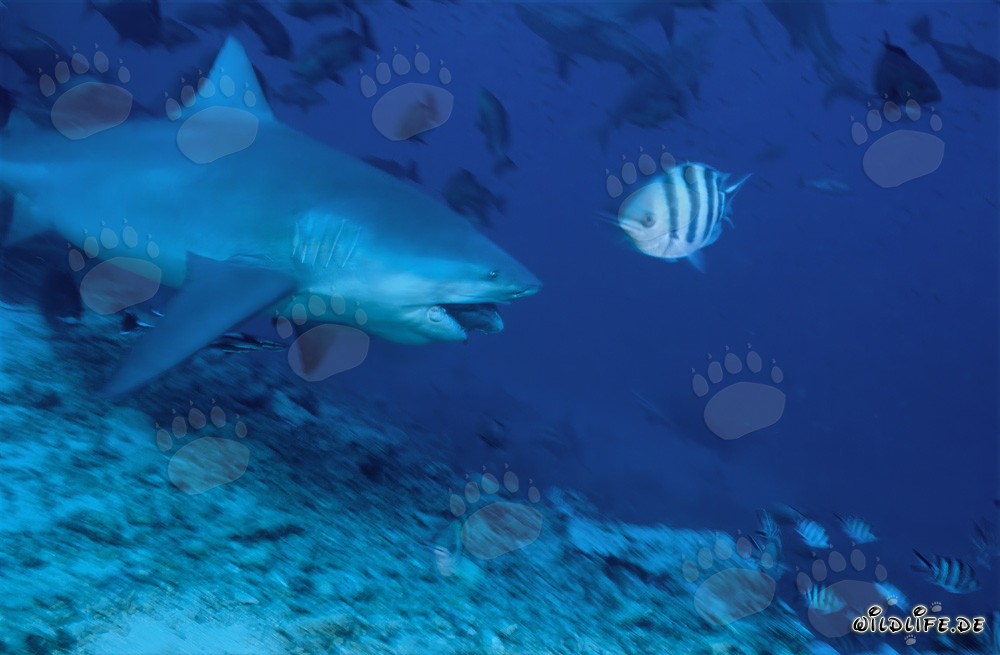 Fascinating bull shark on a hunting dive with fish bait