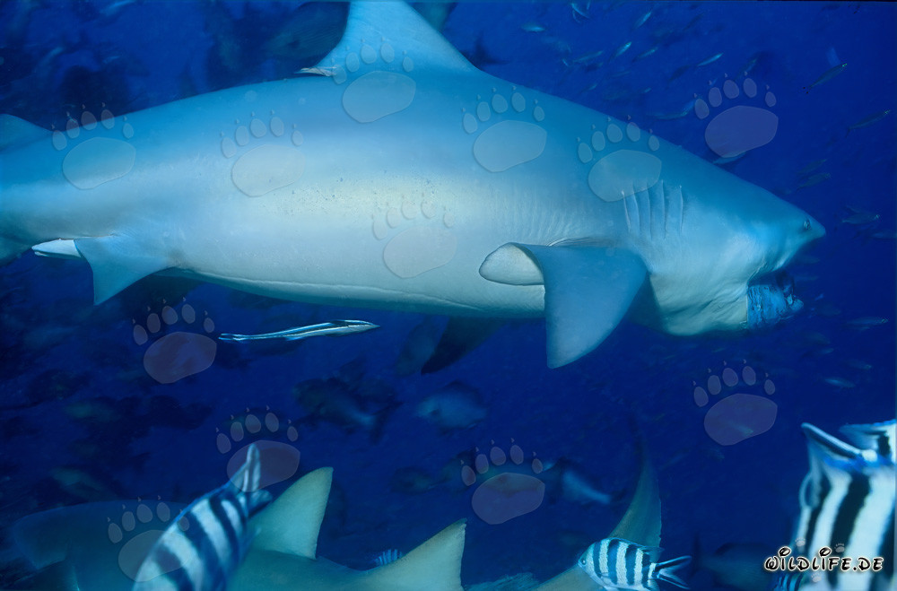 Majestic Bull Shark swimming impressively along the reef