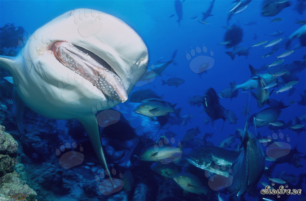 Bull shark hunting fish bait in Beqa Lagoon, Fiji