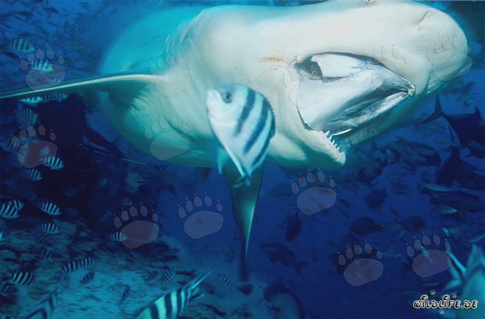 Fascinating bull shark attacking the fish bait