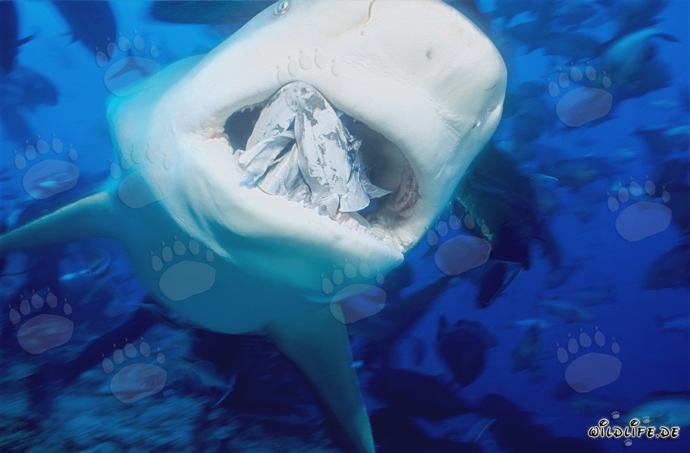 Bull shark with fish bait