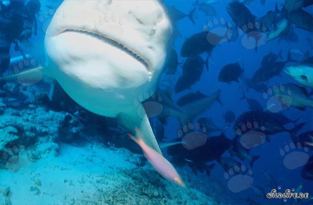 Fascinating Bull Shark with Striking White Underside