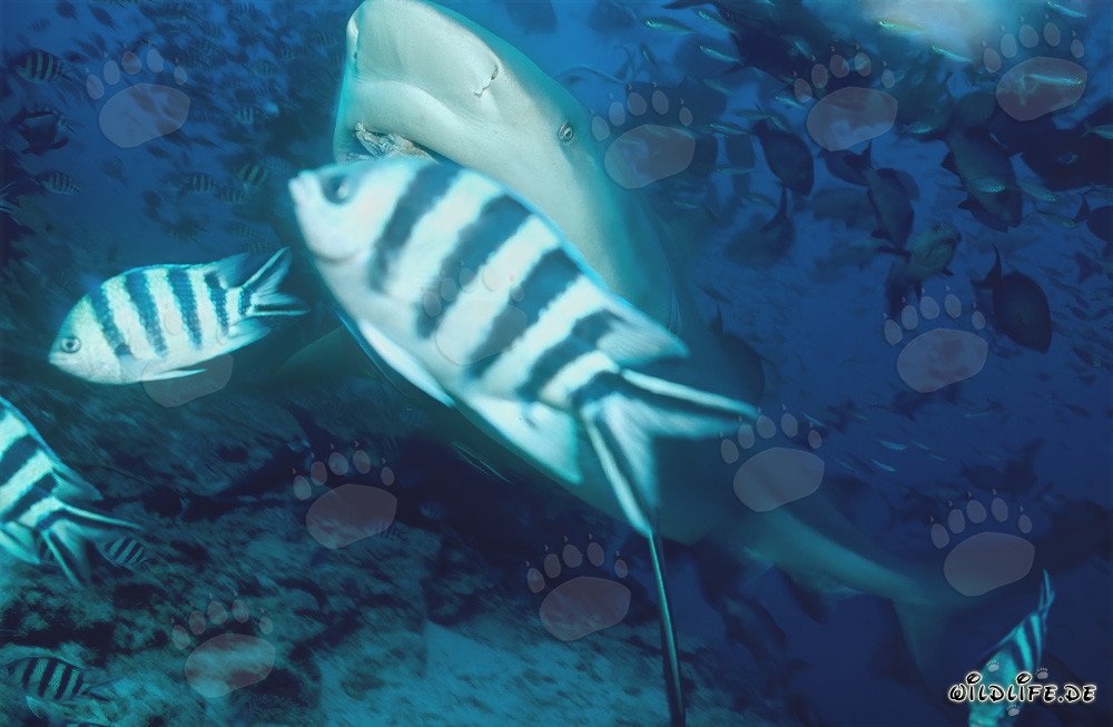 Bull Shark and Scissortail Sergeants underwater