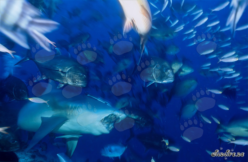 Bull Shark - Majesty of the Seas