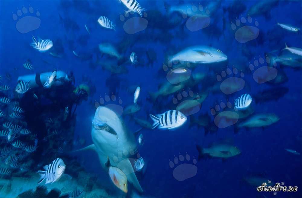 Bull Shark - Dangerous Giant of the Deep Sea