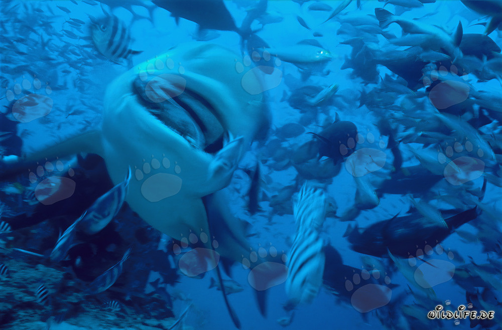 Bull shark with fish bait at Shark Beach, Walker´s Cay, Bahamas