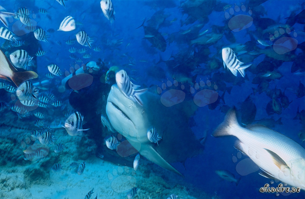 Bull Shark - Majestic Sea Creature Swimming Past Diver