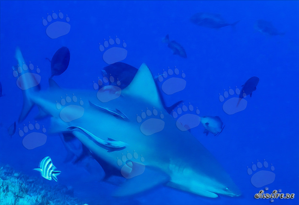 Fascinating Bull Shark in Beqa Lagoon, Fiji