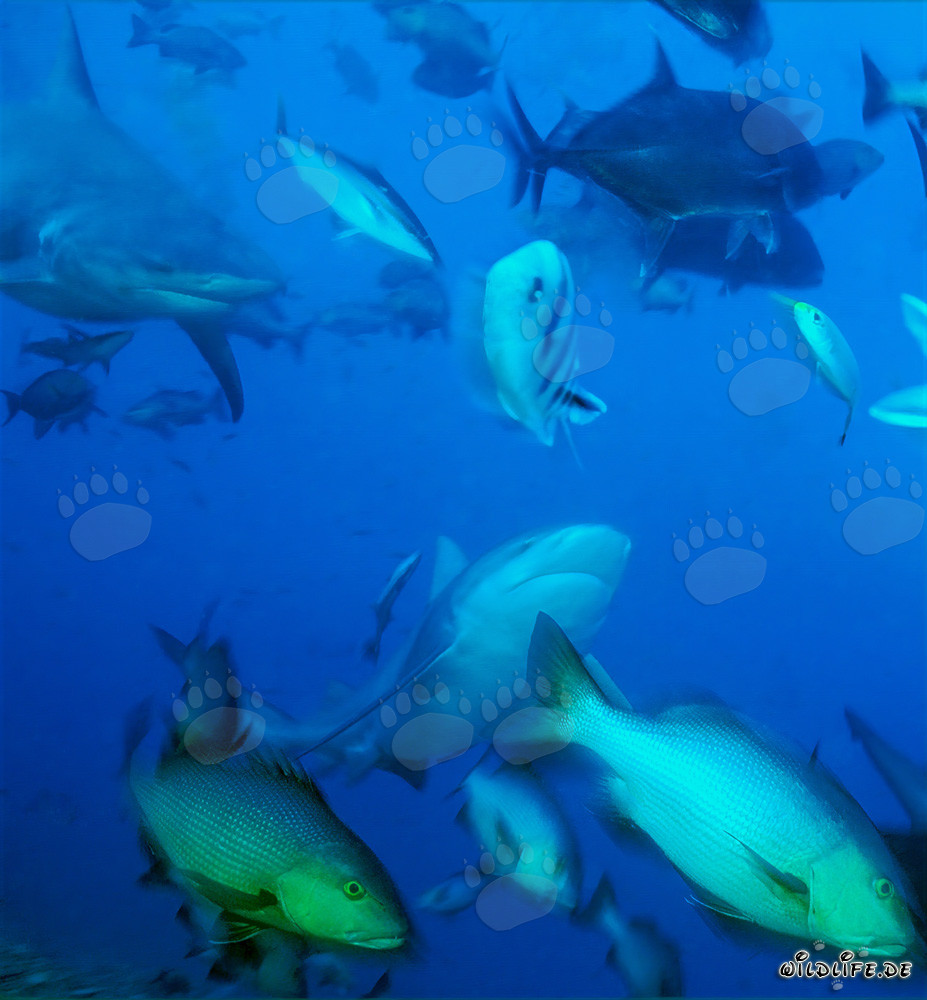 Fascinating Encounter with Bull Sharks, Giant Travelly, and Twinspot Snapper