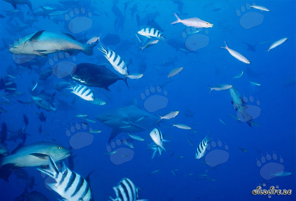 Fascinating Underwater World with Bull Shark, Bigeye Trevally, Double-Spotted Snapper, and Reef Fish