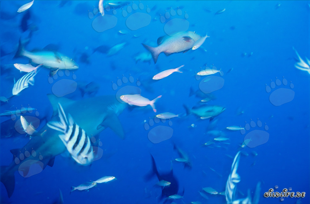 Fascinating Bull Shark with Colorful Coral Fish in Beqa Lagoon, Fiji