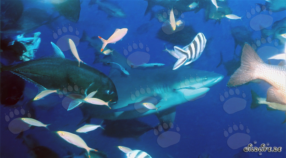 Impressive bull sharks and colorful coral fishes in the waters of Fiji